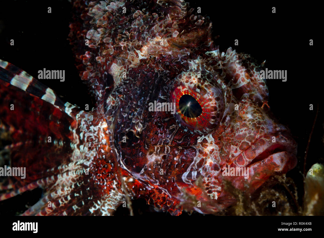 Porträt einer kurzflossen Feuerfische, Lembeh Strait, Indonesien. Stockfoto