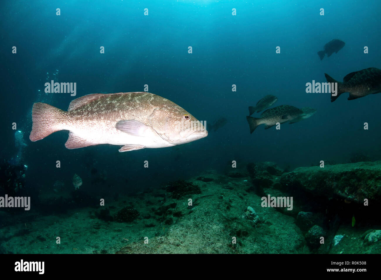 Golf groupers (Mycteroperca jordani), Cabo Pulmo, Mexiko. Stockfoto