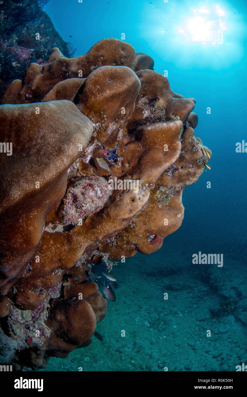 Gesunde Korallen in Cabo Pulmo, Mexiko. Stockfoto
