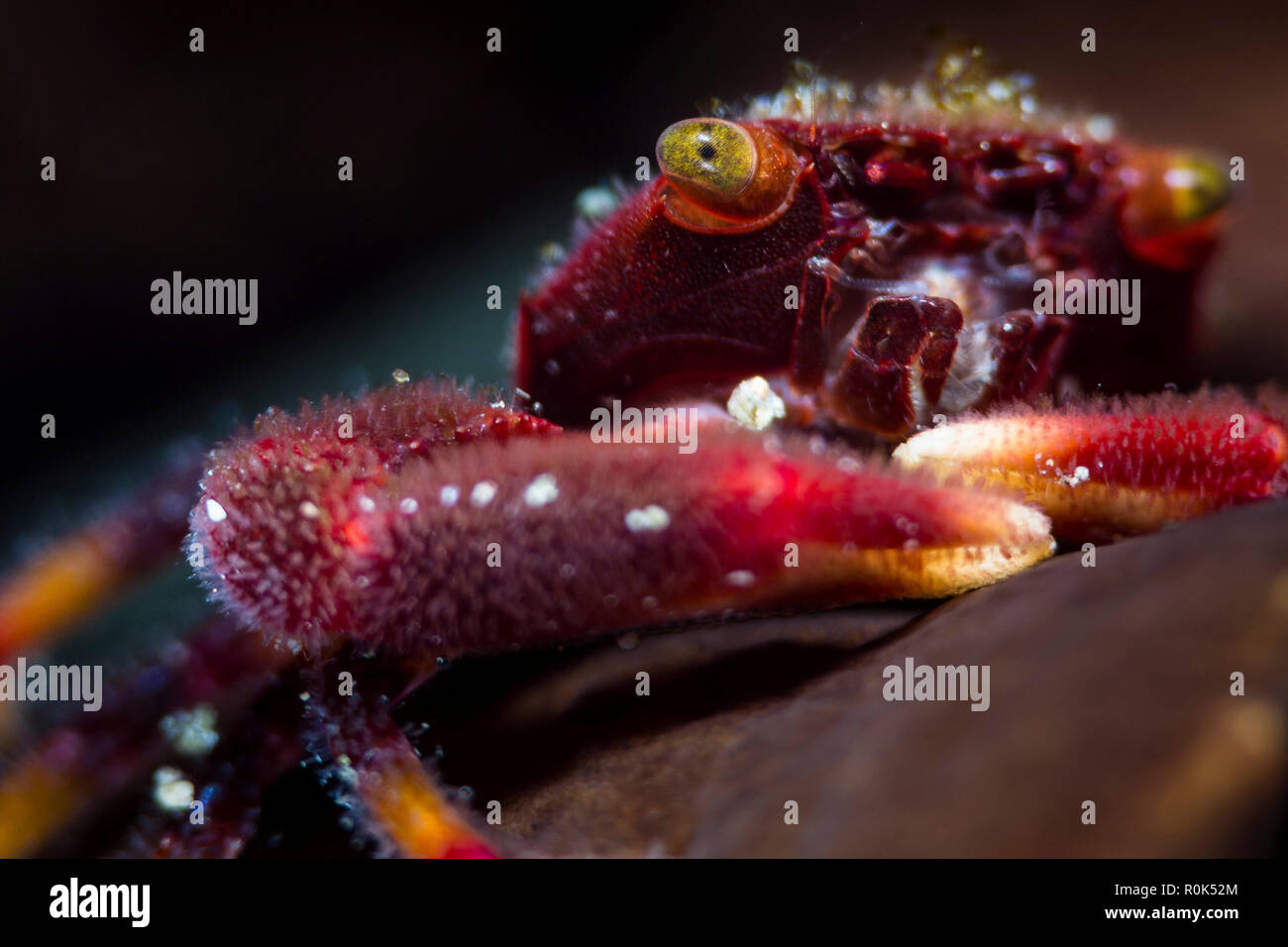 Nahaufnahme einer Coral Crab, Anilao, Philippinen. Stockfoto