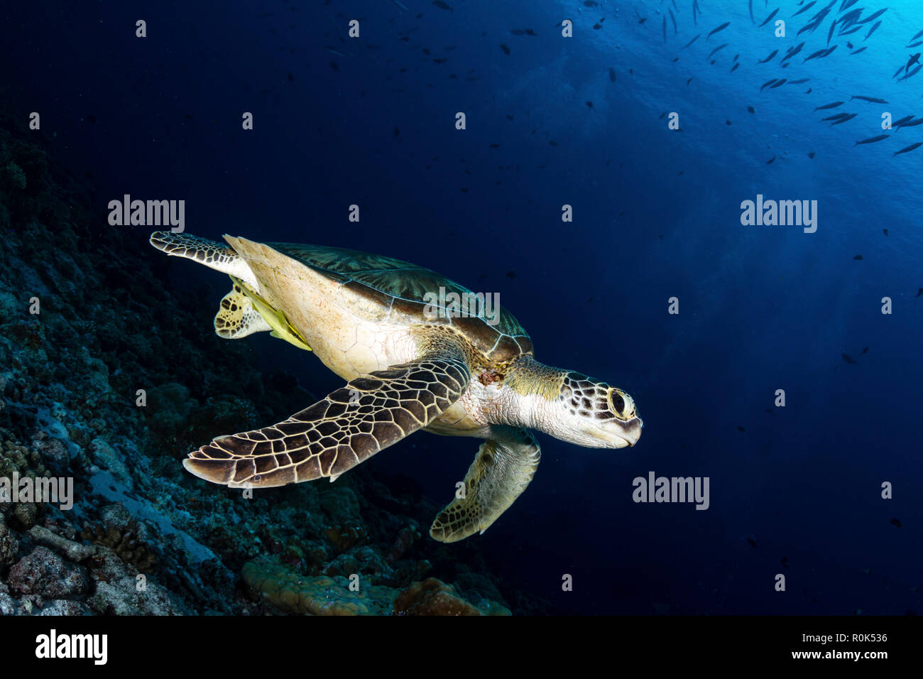 Eine grüne Meeresschildkröte (Chelonia mydas), Palau. Stockfoto