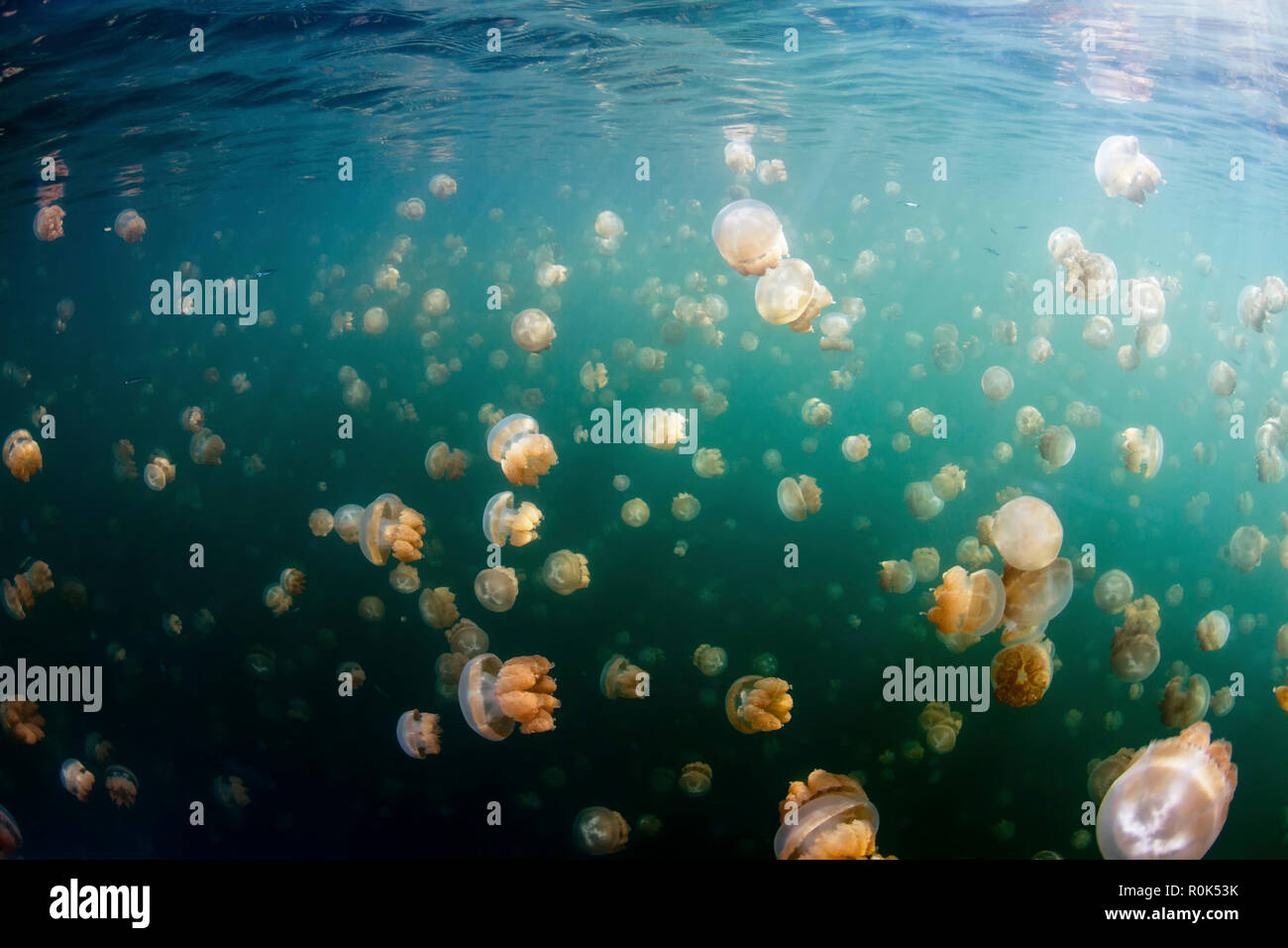 Gruppe von golden Quallen in Jellyfish Lake, Palau. Stockfoto
