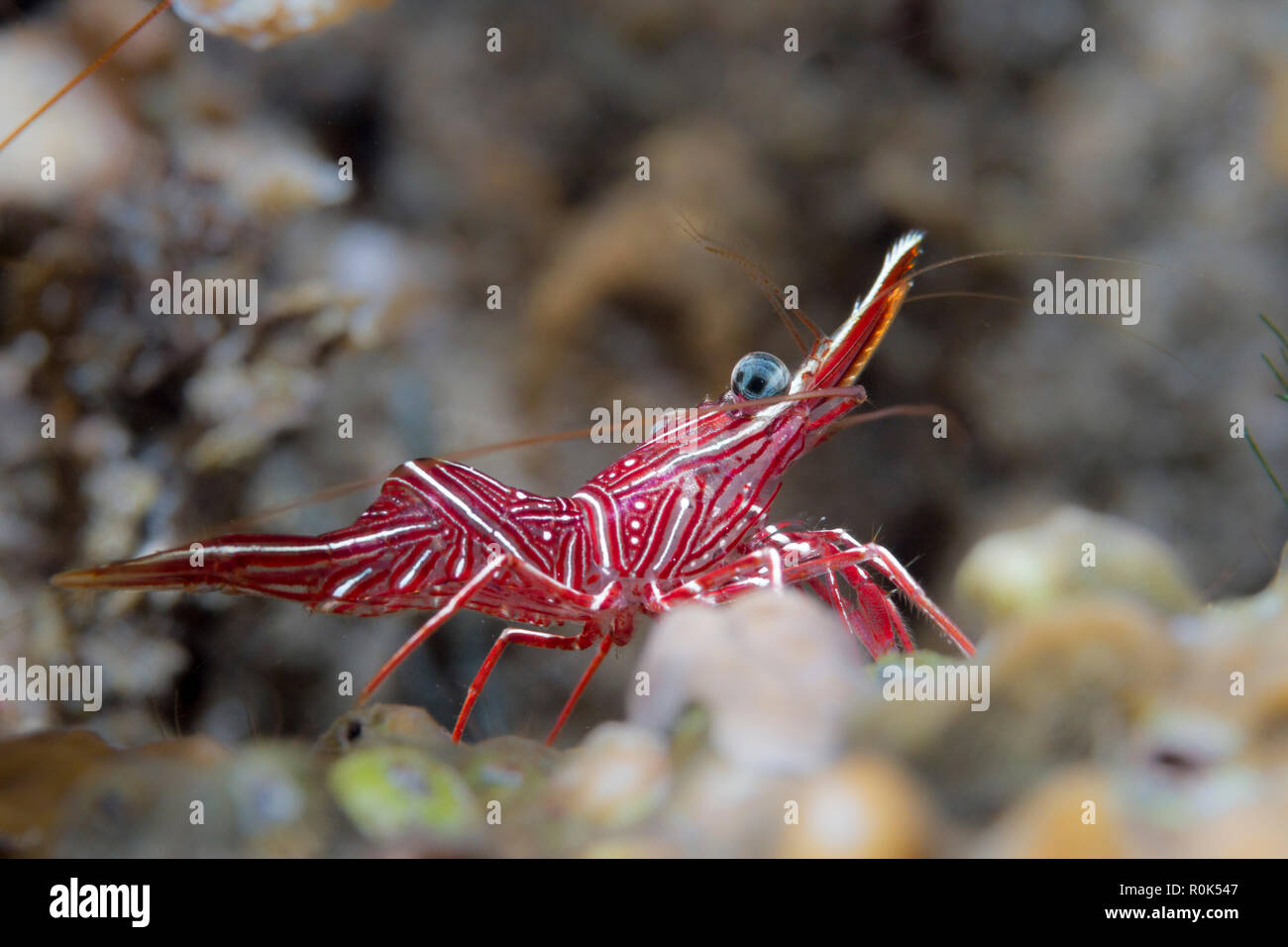 Seite Portrait von Scharnier - Schnabel Garnelen, Anilao, Philippinen. Stockfoto