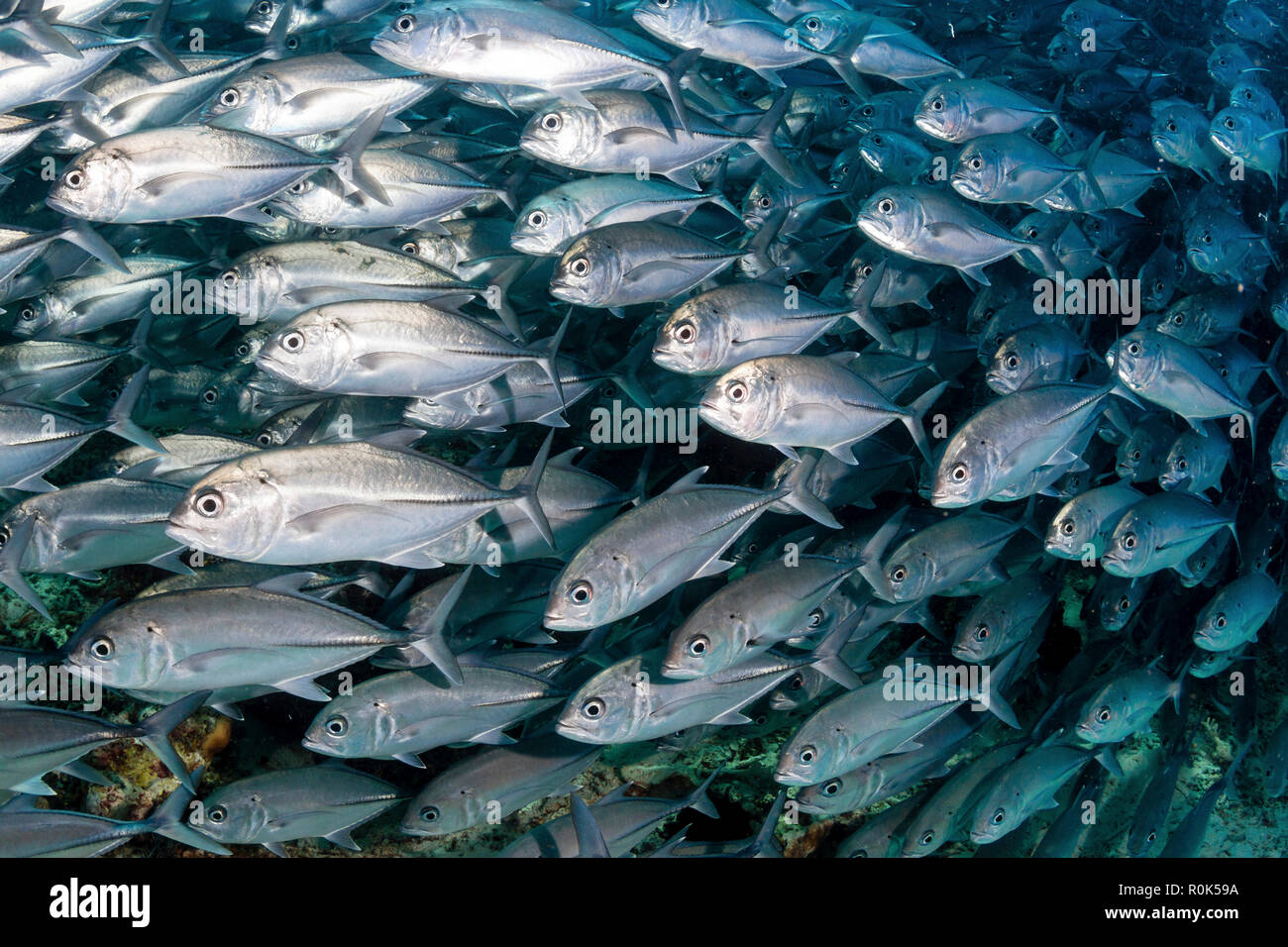 Schule jack der Fischfang in den Gewässern von Sipadan, Malaysia. Stockfoto