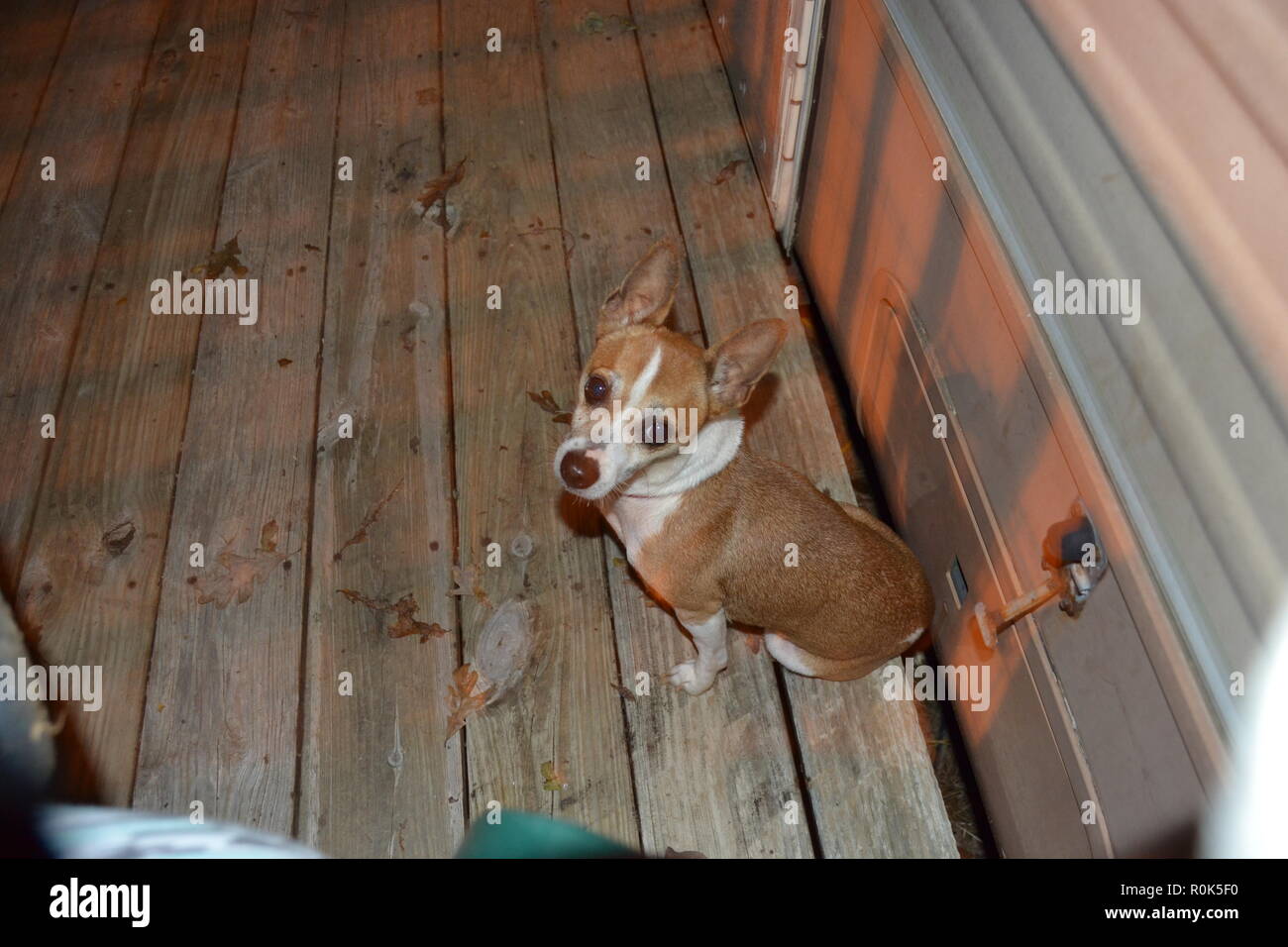 Portrait eines Berges Feist service Hund sitzt auf einer Veranda ihrer menschlichen beobachten. Stockfoto