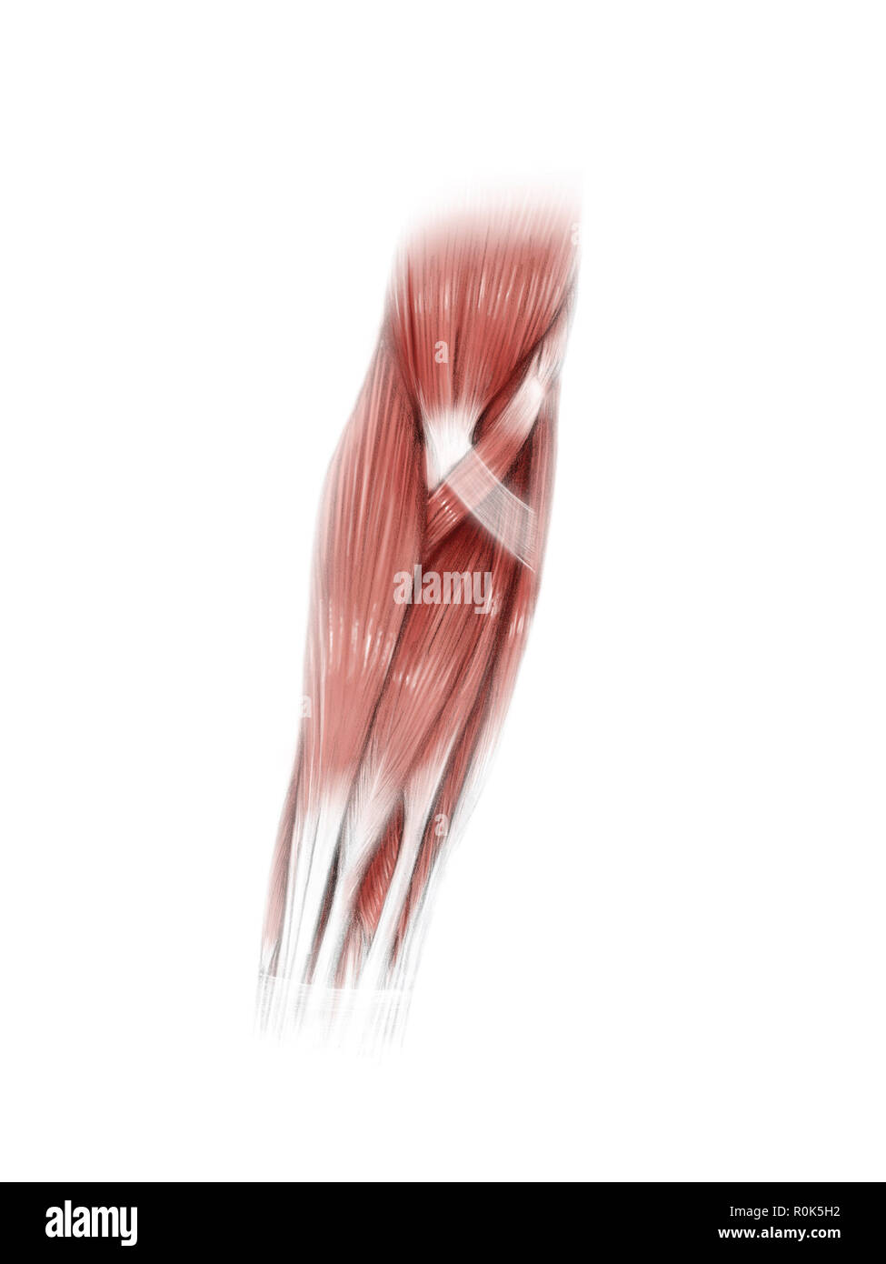 Diigital Abbildung der Muskeln des Unterarms, anteriore Ansicht (keine Beschriftung). Stockfoto