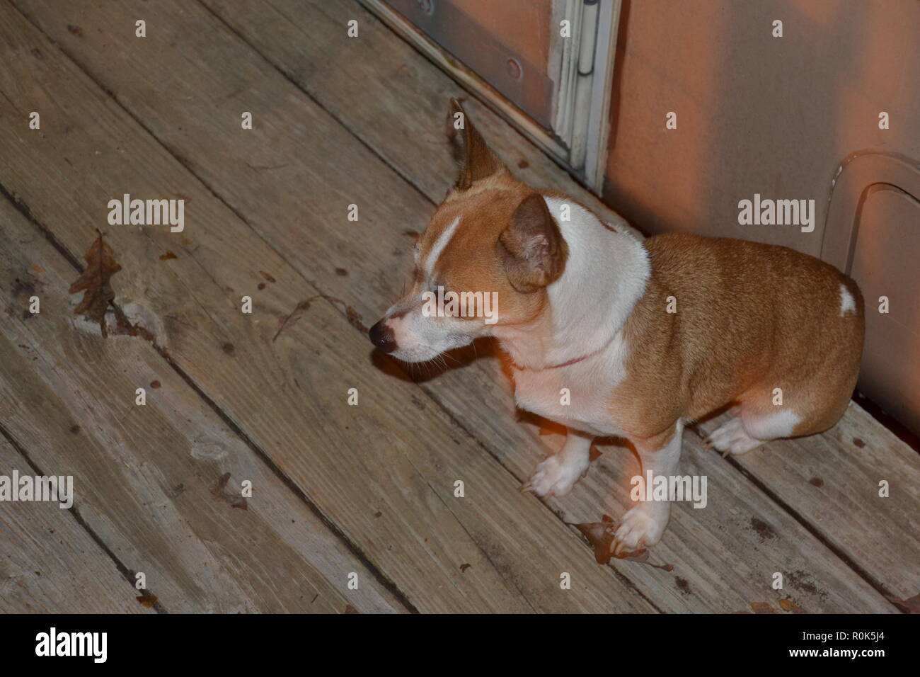 Mountain Feist service Hund sitzt auf einer Veranda neben ihrem Besitzer. Stockfoto