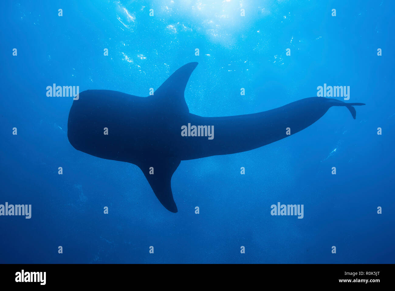 Ein Baby Walhai schwimmt in der Nähe von der Oberfläche, Insel Socorro, Mexiko. Stockfoto