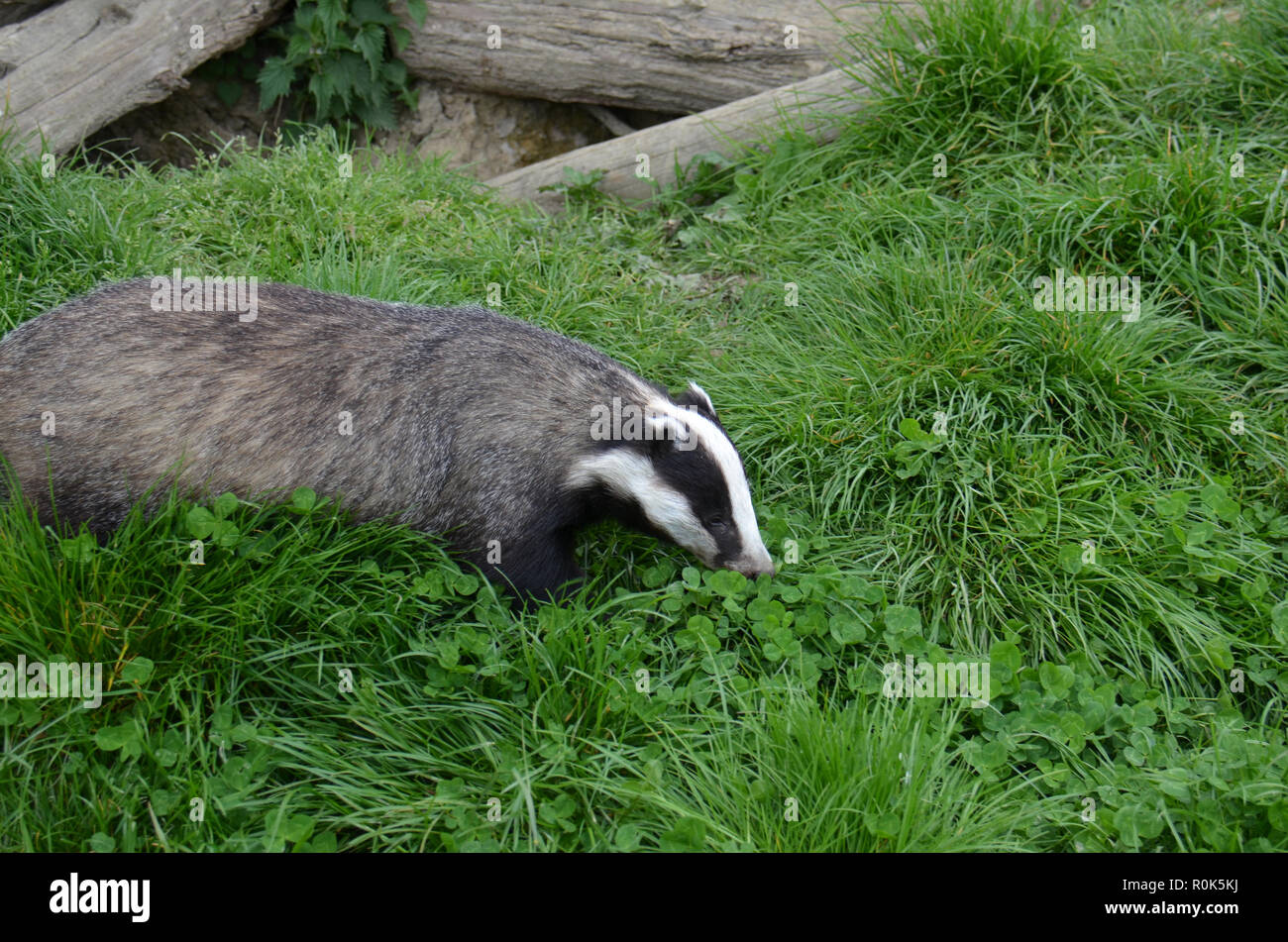 Ein grabendes Tier sozial in Gruppen in ganz Europa, hier in England fotografiert. Stockfoto