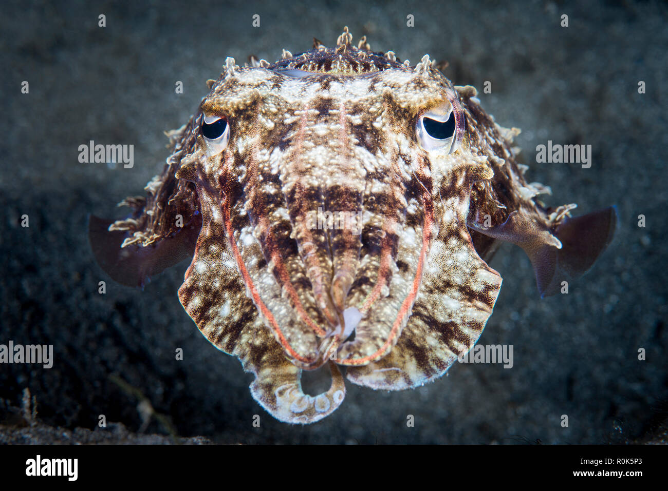 Einen Tintenfisch jagt in der Nacht, Anilao, Philippinen. Stockfoto