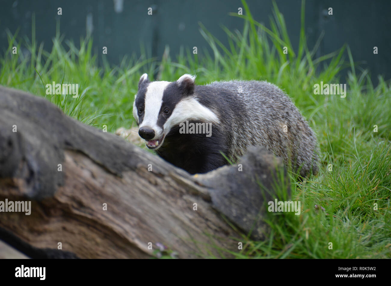 Ein grabendes Tier sozial in Gruppen in ganz Europa, hier in England fotografiert. Stockfoto