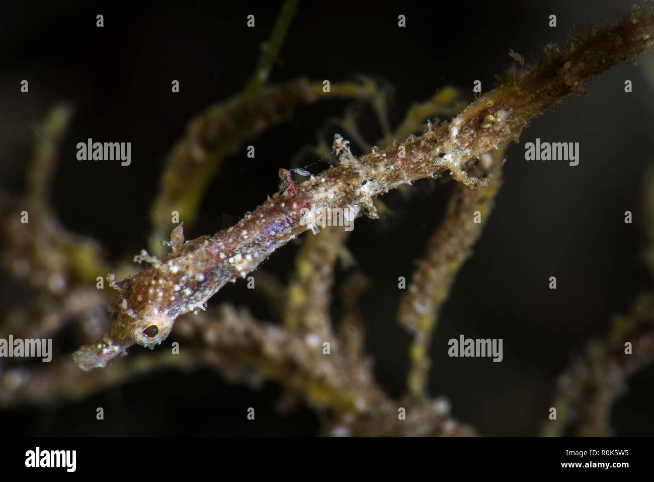 Eine winzige hairlike Pygmy pipehorse an Algen. Stockfoto