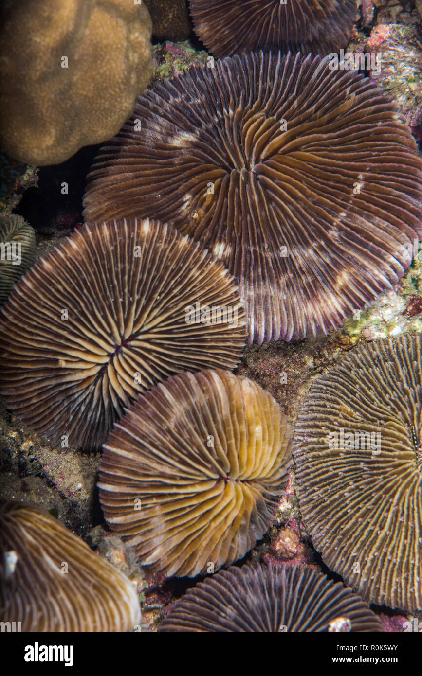 Eine Gruppe von Platte Korallen liegt auf einem Riff in Anilao, Philippinen. Stockfoto