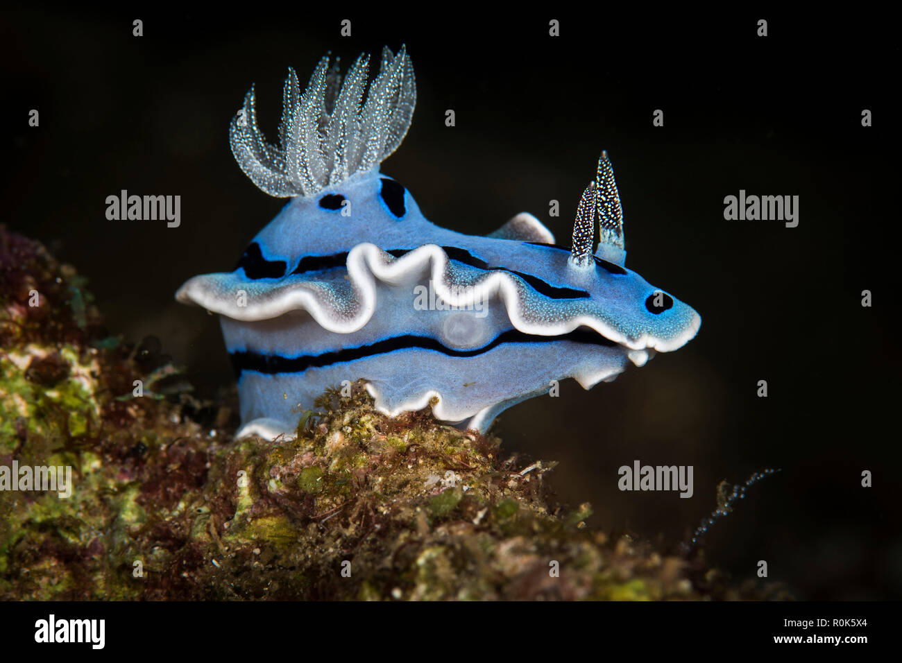 Eine Nacktschnecke, dass Leben auf freiliegenden Reef Wände im westlichen Pazifischen Ozean. Stockfoto