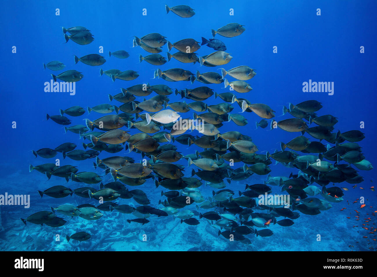 Eine Schule der Einhorn Fisch bewegen Sie den Mauszeiger über die Yolanda Wrack, das Rote Meer. Stockfoto