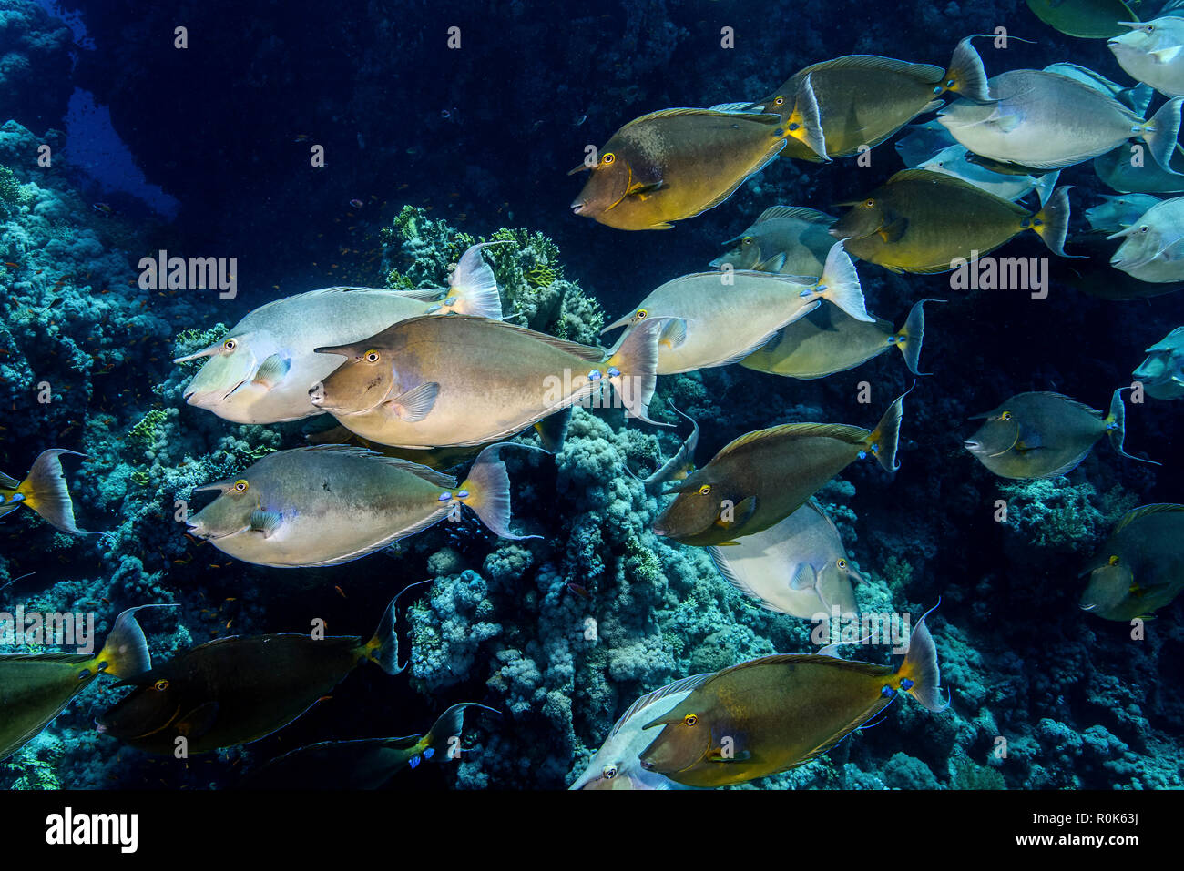 Eine Schule der Einhorn Fisch. Stockfoto