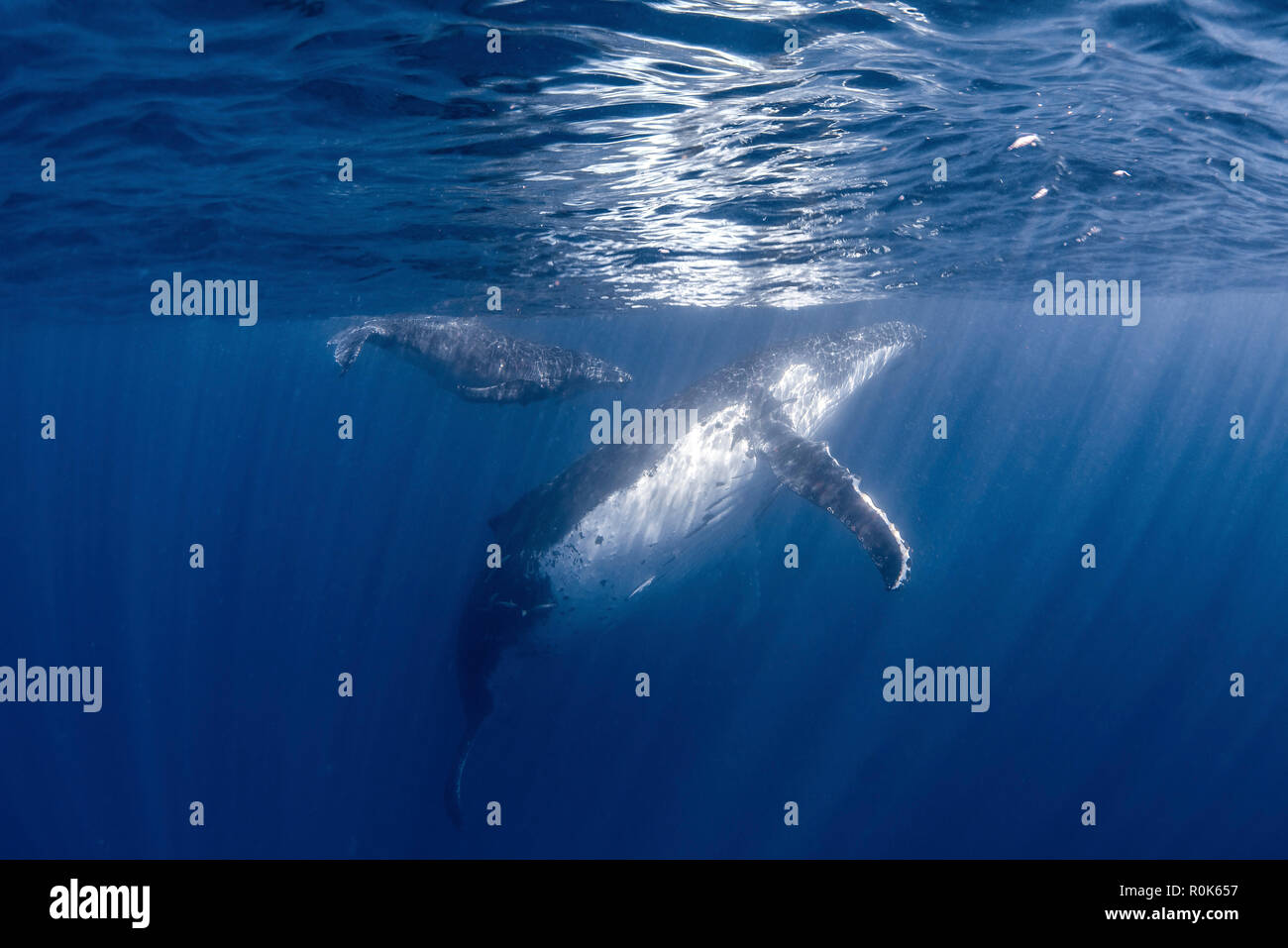 Eine Mutter und Kalb Buckelwal spielen gerade unter der Oberfläche. Stockfoto