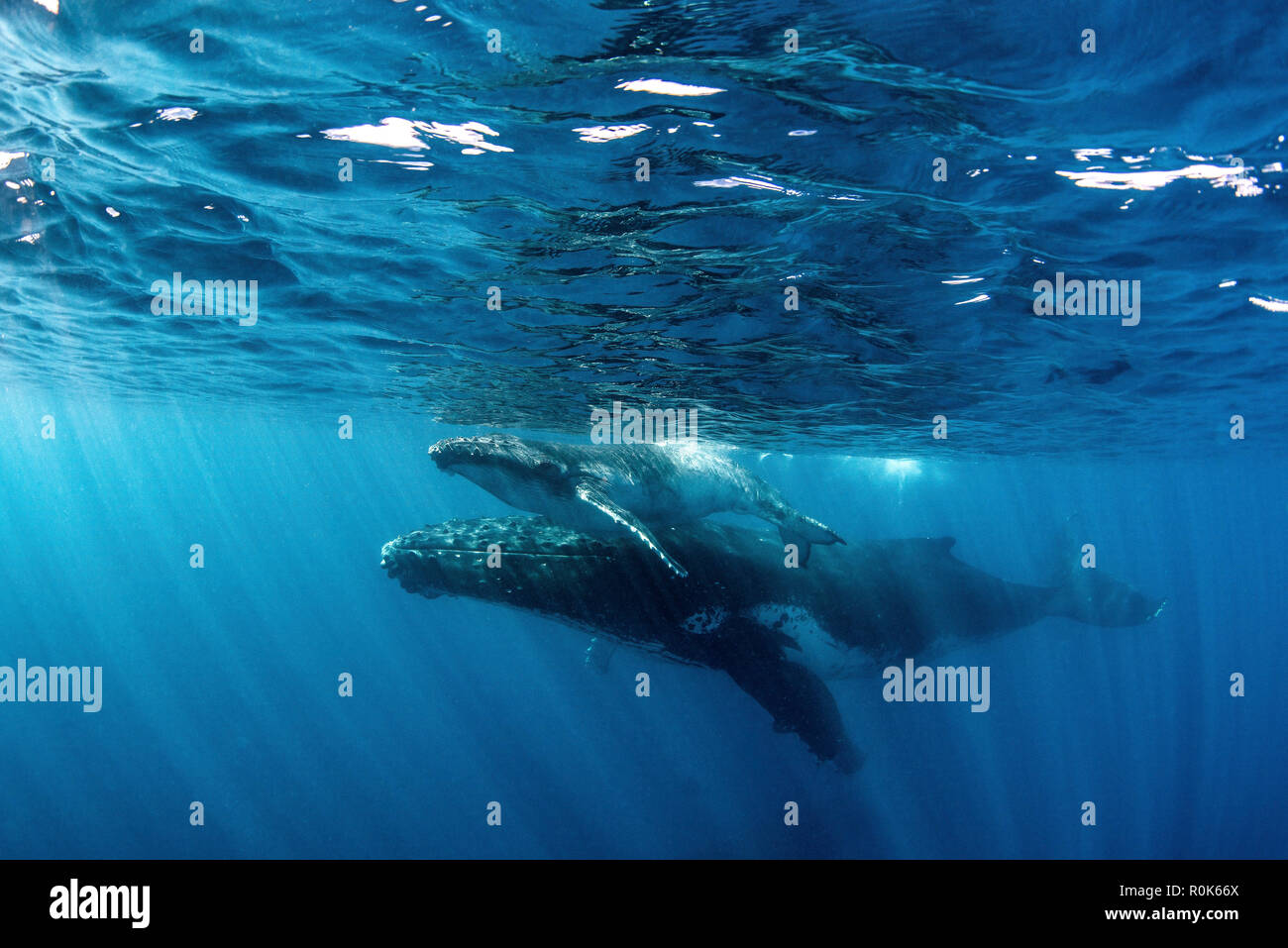 Ein Wal Kalb und seine Mutter Schwimmen durch die Meere der Tonga. Stockfoto