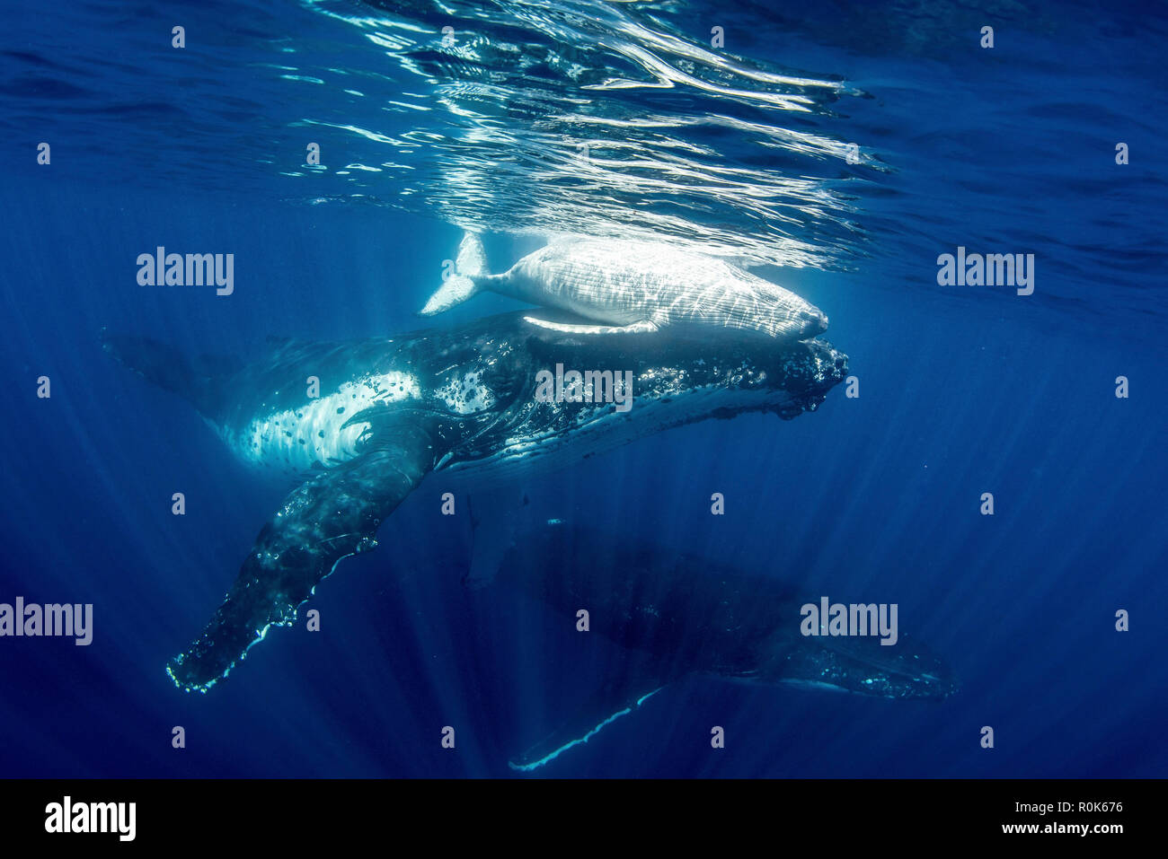 Eine Familie von Buckelwalen schwimmen durch das Meer. Stockfoto