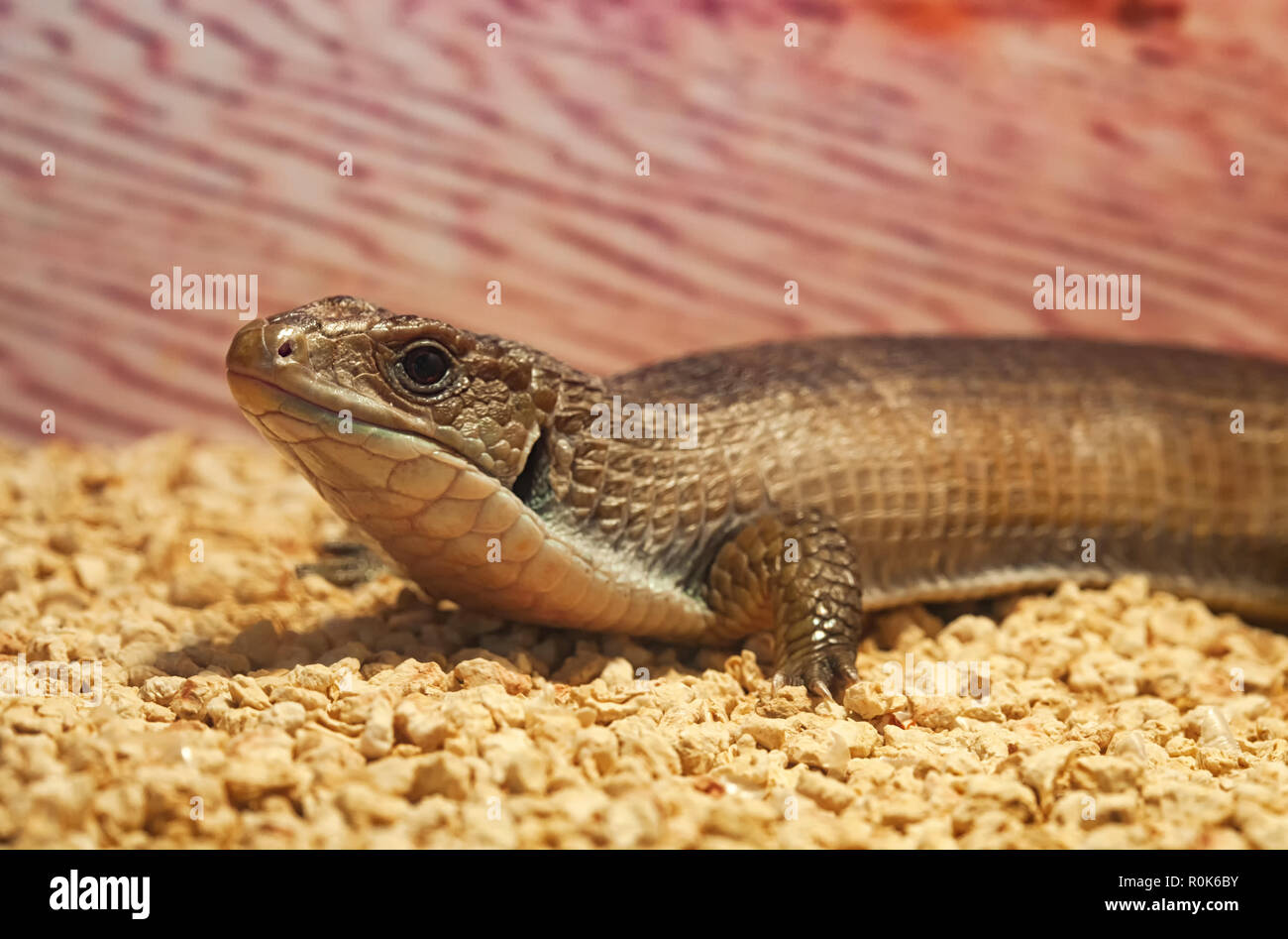 Nahaufnahme von Gerrhosaurus major oder Sudan vergoldeter Eidechse. Stockfoto