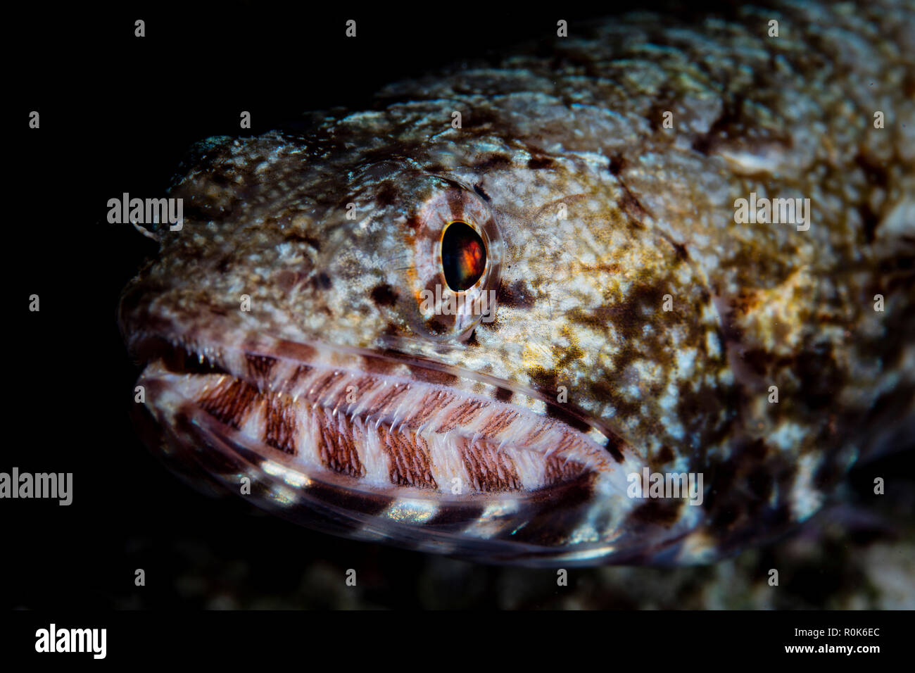 Ein Riff lizardfish wartet Beute aufzulauern. Stockfoto