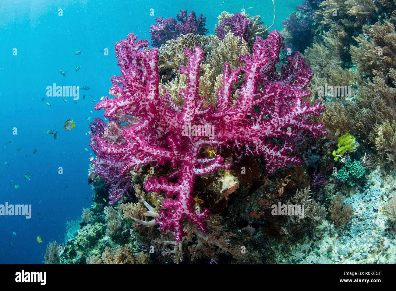 Schöne Weichkorallen wachsen am Rande eines Kanals in Raja Ampat, Indonesien. Stockfoto