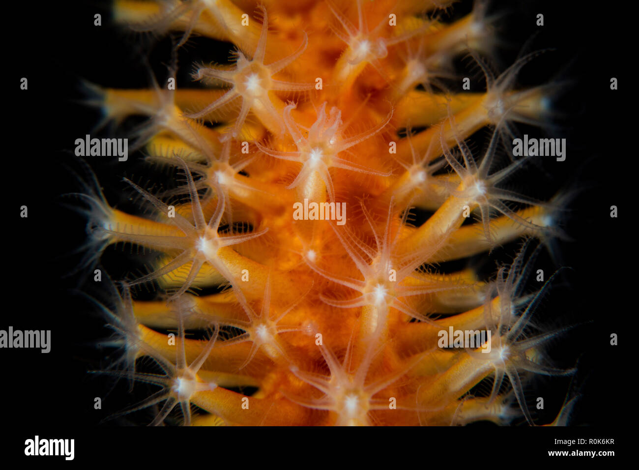 Detail der Weiche Korallenpolypen in Lembeh Strait, Indonesien wächst. Stockfoto