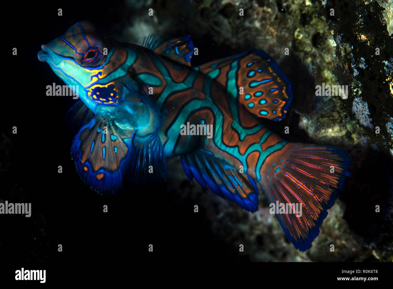 Bunte mandarinfish (Synchiropus spledidus). Stockfoto