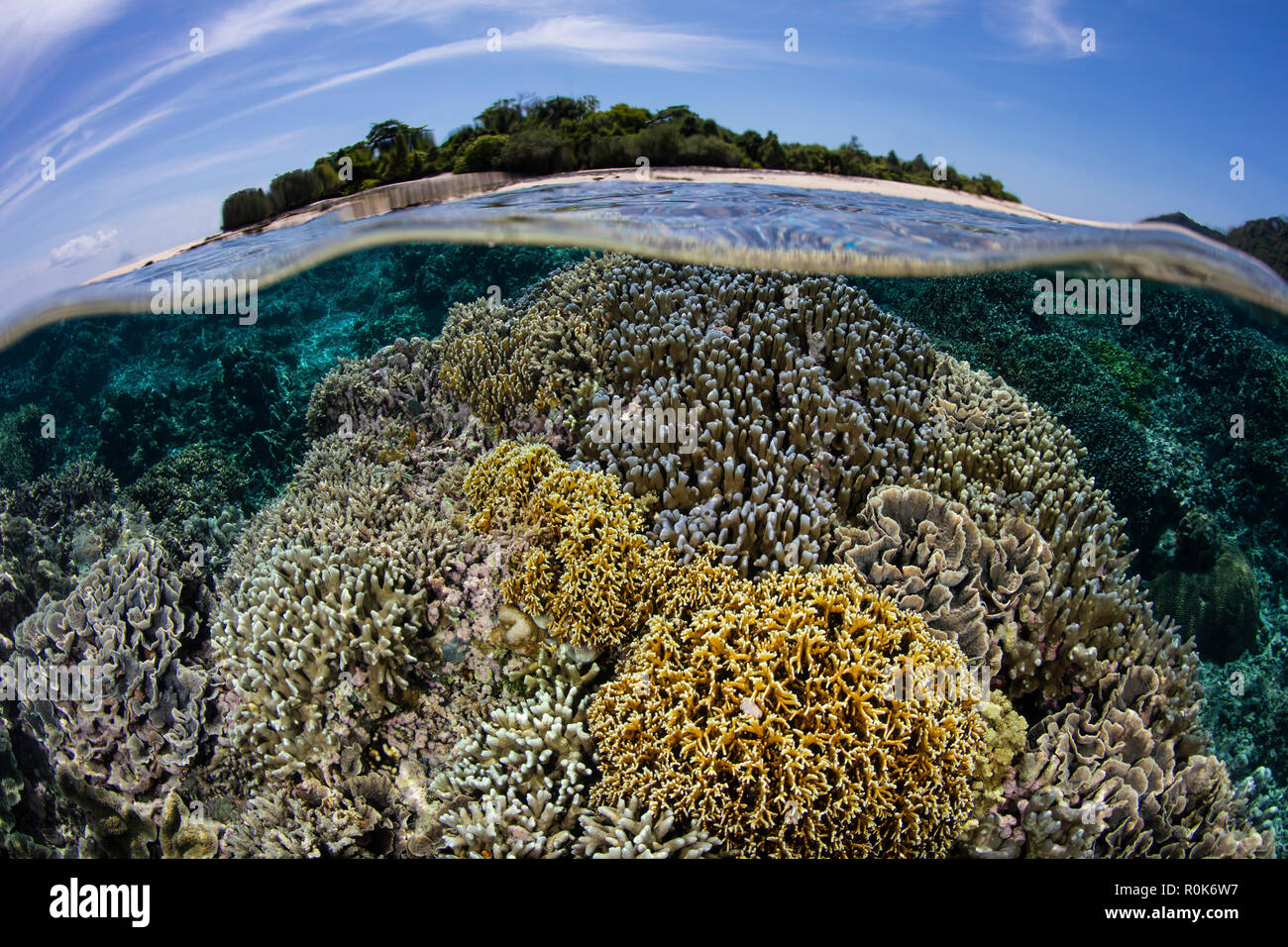 Ein wunderschönes Korallenriff wächst in der Nähe von einer Insel in der Banda Sea, Indonesien. Stockfoto