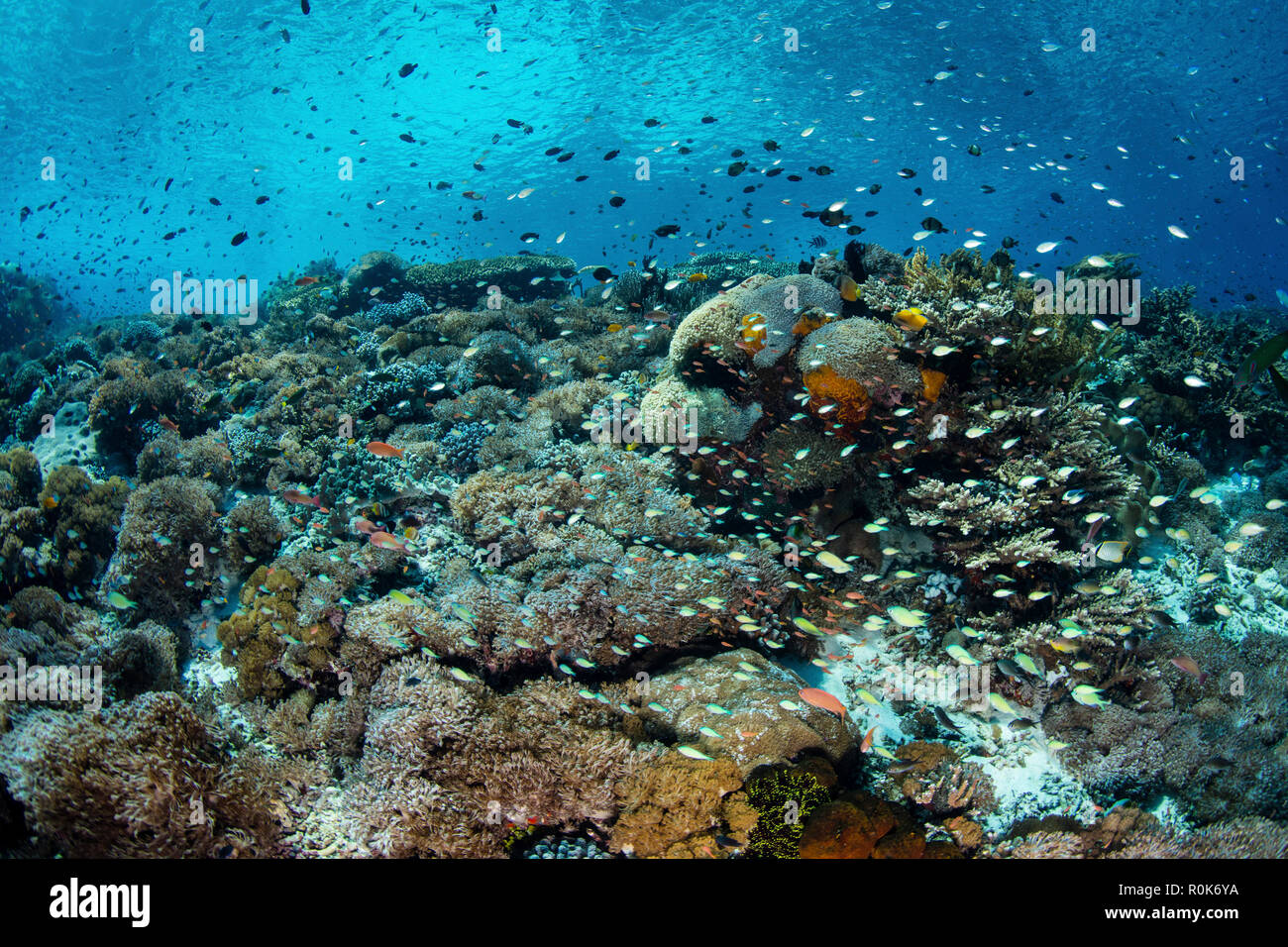Kleine, bunte Fische schwimmen oberhalb der wunderschönen Korallenriff in Alor, Indonesien. Stockfoto