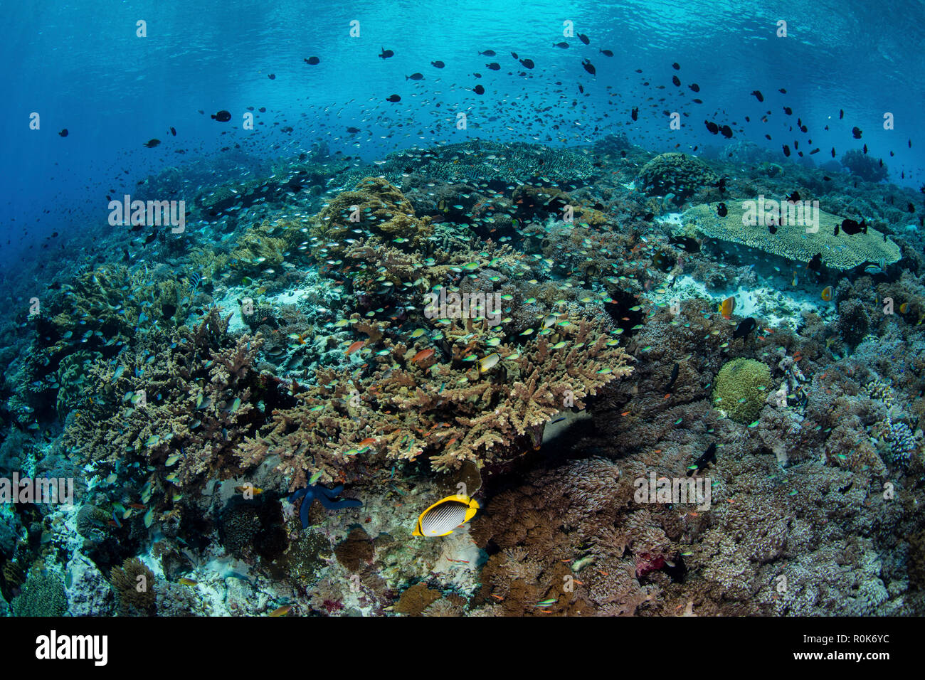 Kleine, bunte Fische schwimmen oberhalb der wunderschönen Korallenriff in Alor, Indonesien. Stockfoto
