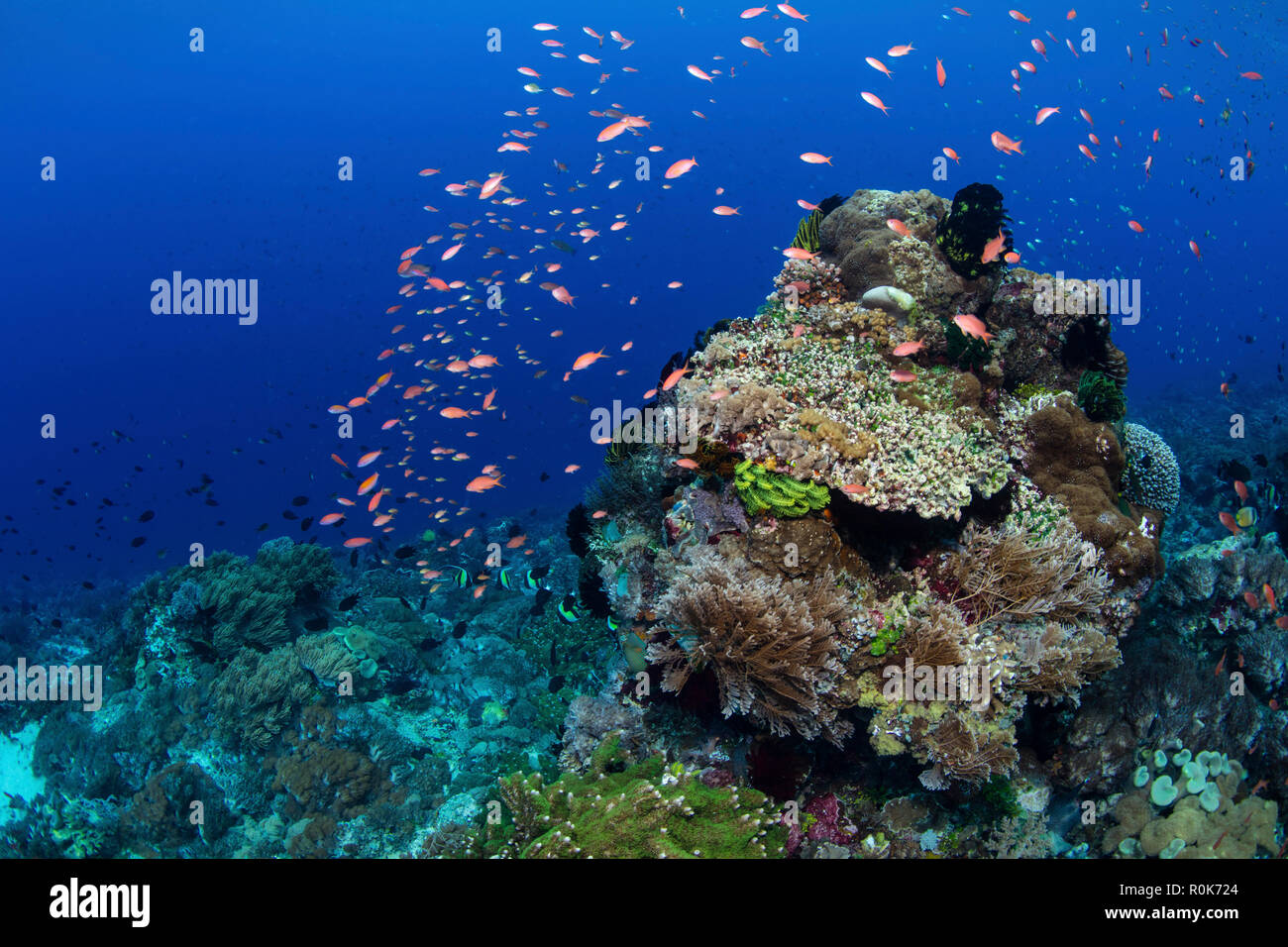 Bunte threadfin anthias Fische schwimmen oberhalb der wunderschönen Korallenriff in Alor, Indonesien. Stockfoto