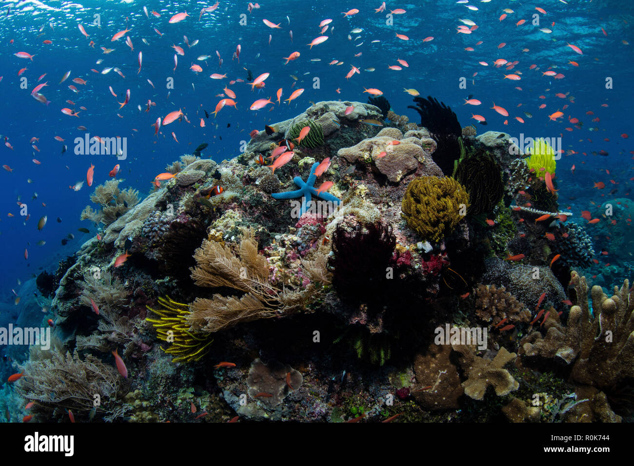 Bunte anthias Fische schwimmen oberhalb der wunderschönen Korallenriff in Alor, Indonesien. Stockfoto
