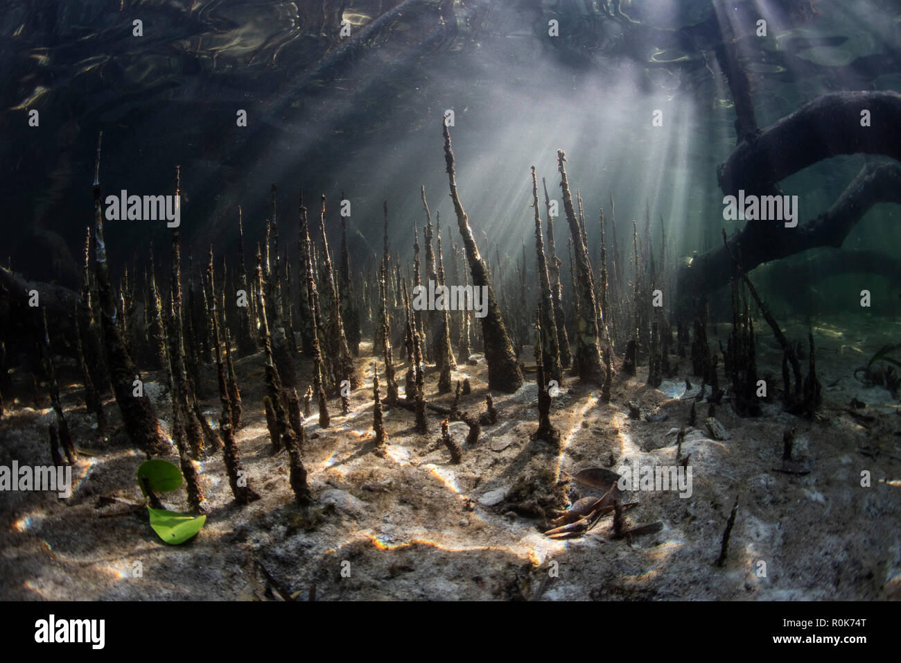 Spezialisierte Mangrovenwurzeln, namens pneumatophores, steigen aus dem flachen Meeresboden. Stockfoto