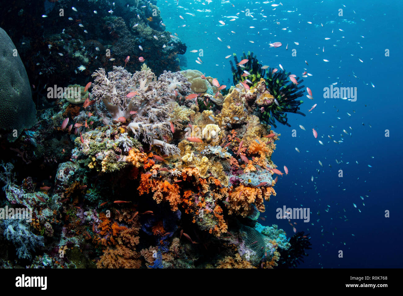 Ein wunderschönes Korallenriff gedeiht in Wakatobi National Park, Indonesien. Stockfoto