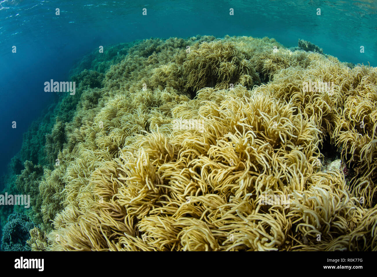 Weiche Korallen gedeihen auf ein flaches Riff in Wakatobi National Park, Indonesien. Stockfoto