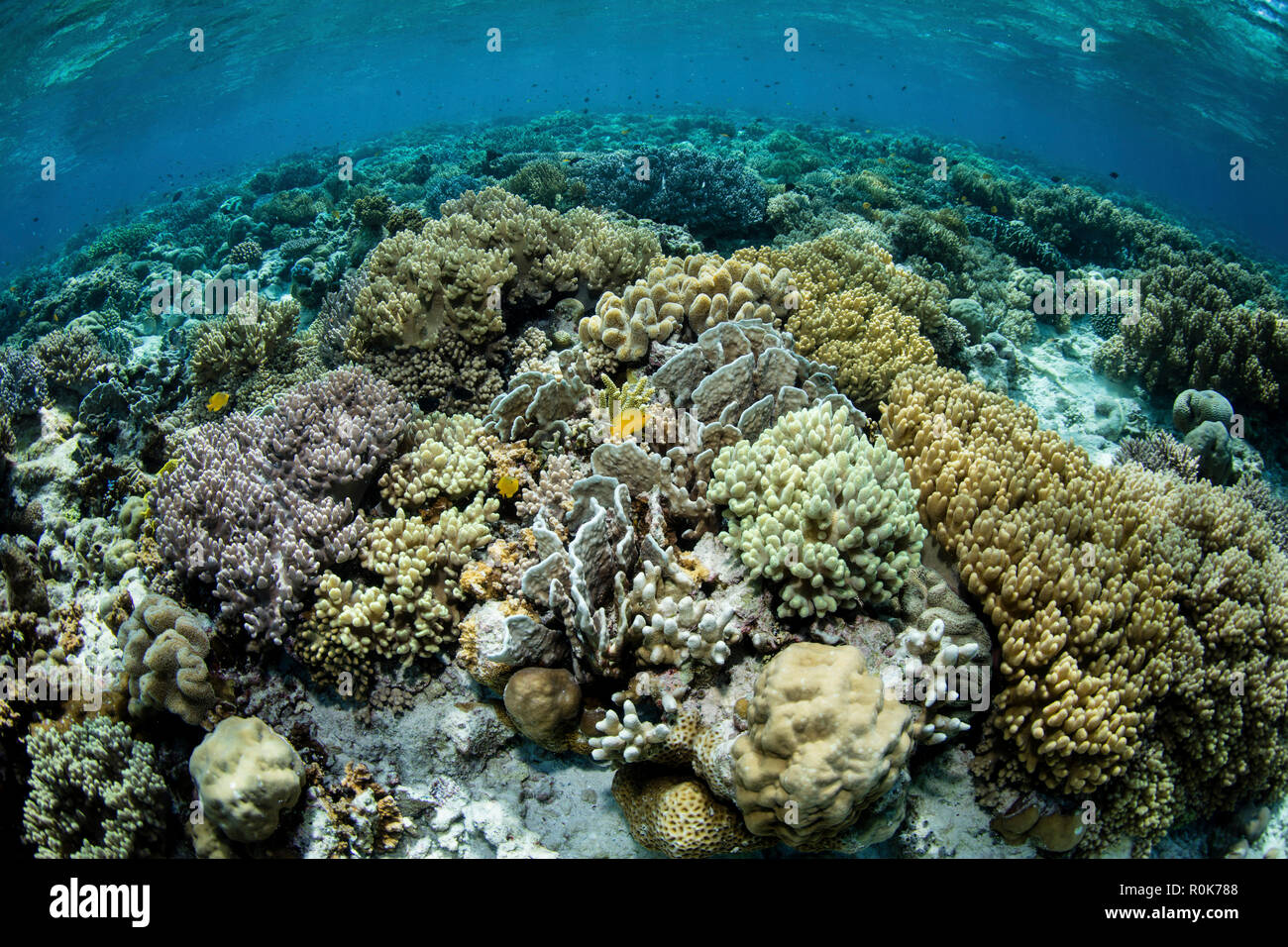 Ein wunderschönes Korallenriff gedeiht in Wakatobi National Park, Indonesien. Stockfoto