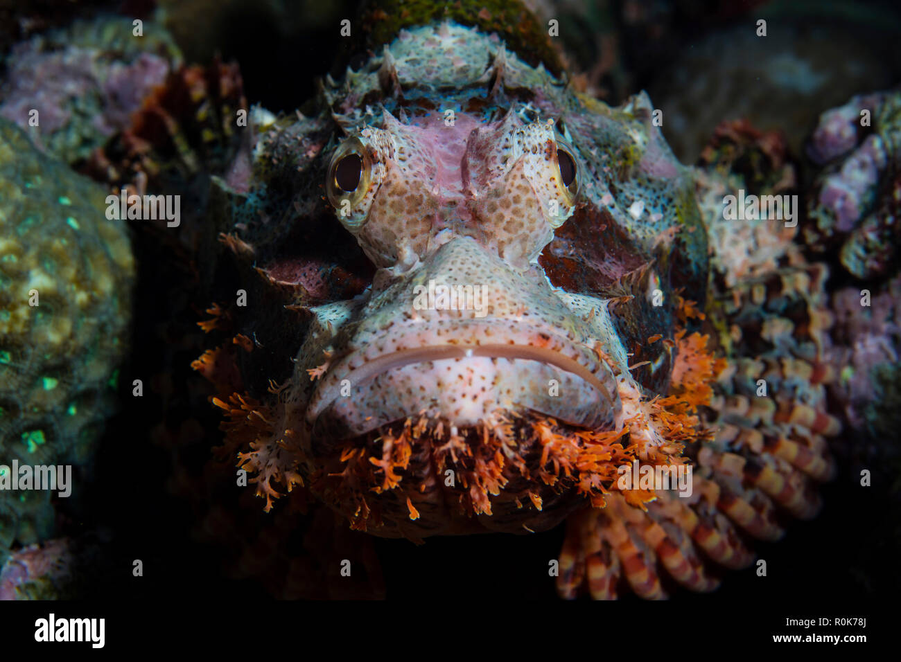 Ein Tasseled drachenköpfe liegt auf einer bunten Korallenriff. Stockfoto
