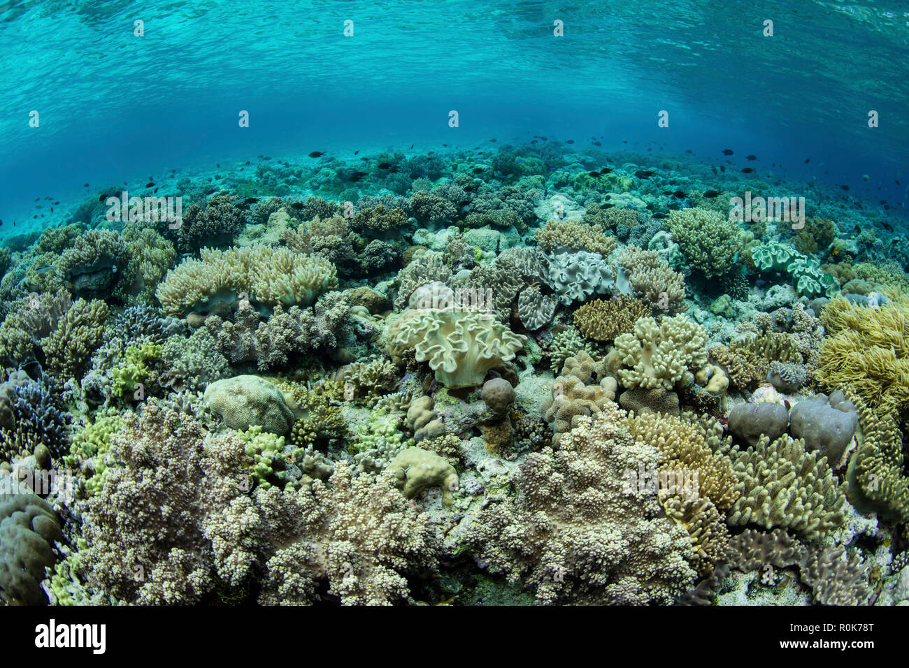 Ein wunderschönes Korallenriff gedeiht in Wakatobi National Park, Indonesien. Stockfoto