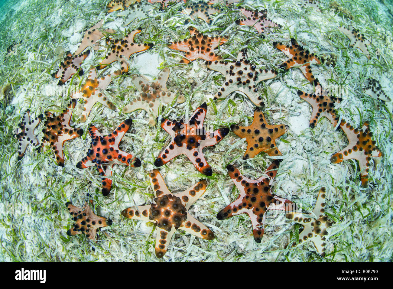 Bunte Chocolate Chip sea stars Abdeckung der Meeresboden in Wakatobi National Park. Stockfoto