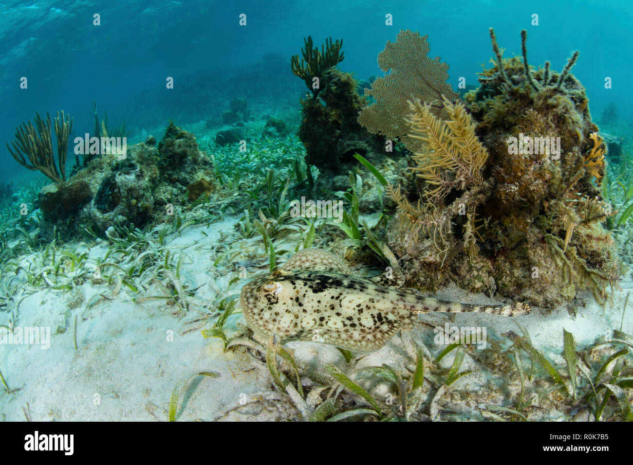 Eine gut getarnte gelb Stingray schwimmt über einen flachen Seegras Wiese. Stockfoto