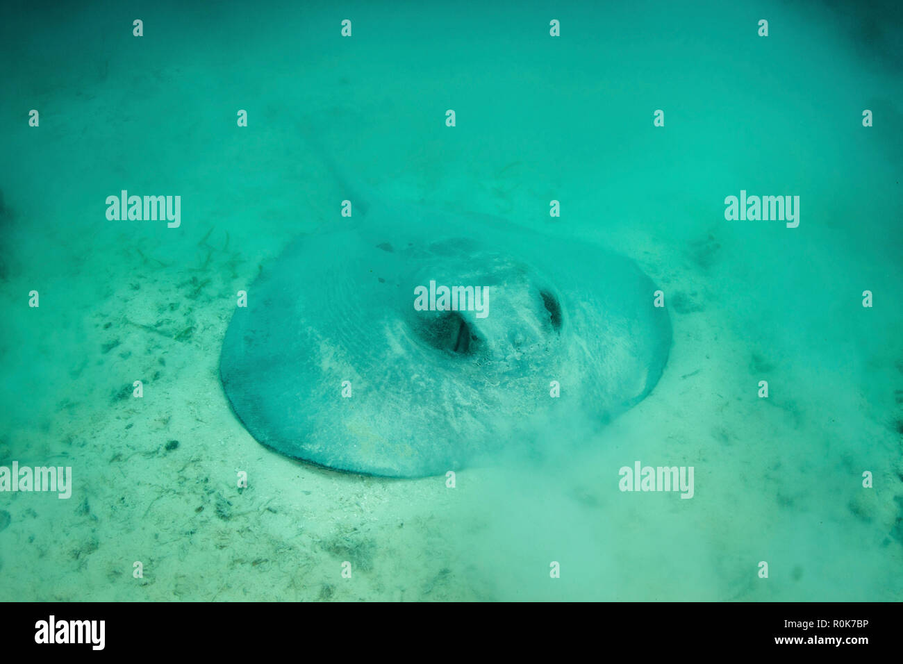 Eine große roughtail Stingray legt auf dem Seegras bewachsenen Meeresböden der Turneffe Atoll. Stockfoto