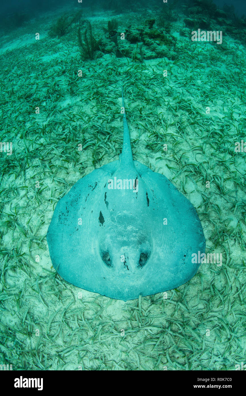 Eine große roughtail Stingray legt auf dem Seegras bewachsenen Meeresböden der Turneffe Atoll. Stockfoto