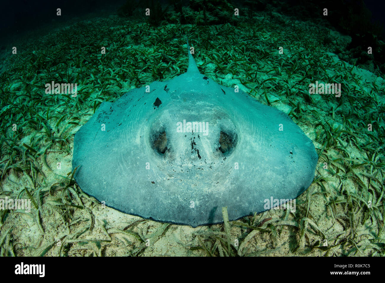 Eine große roughtail Stingray legt auf dem Seegras bewachsenen Meeresböden der Turneffe Atoll. Stockfoto