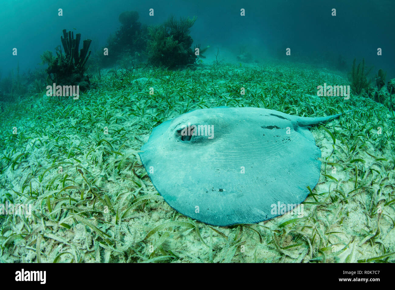 Eine große roughtail Stingray legt auf dem Seegras bewachsenen Meeresböden der Turneffe Atoll. Stockfoto