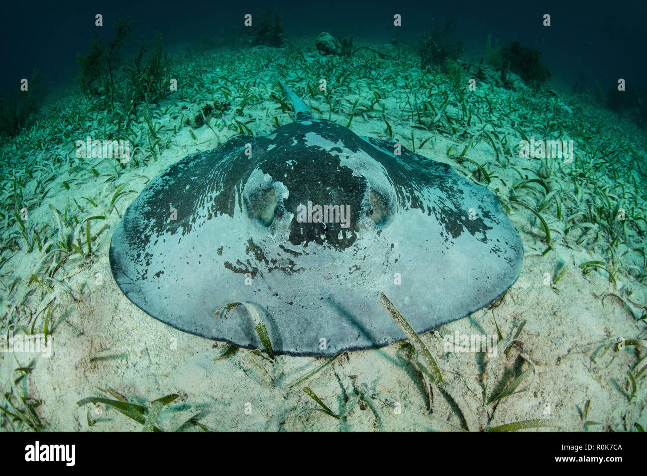 Eine große roughtail Stingray legt auf dem Seegras bewachsenen Meeresböden der Turneffe Atoll. Stockfoto