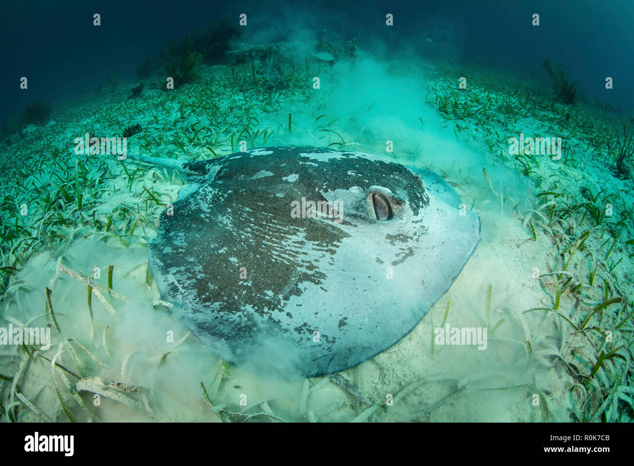 Eine große roughtail Stingray legt auf dem Seegras bewachsenen Meeresböden der Turneffe Atoll. Stockfoto