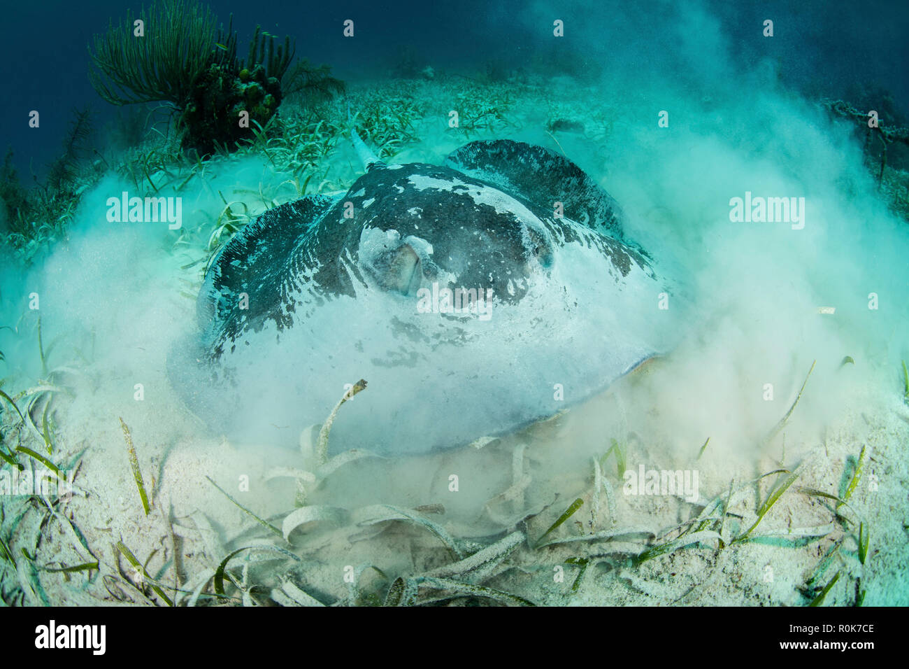 Eine große roughtail Stingray legt auf dem Seegras bewachsenen Meeresböden der Turneffe Atoll. Stockfoto