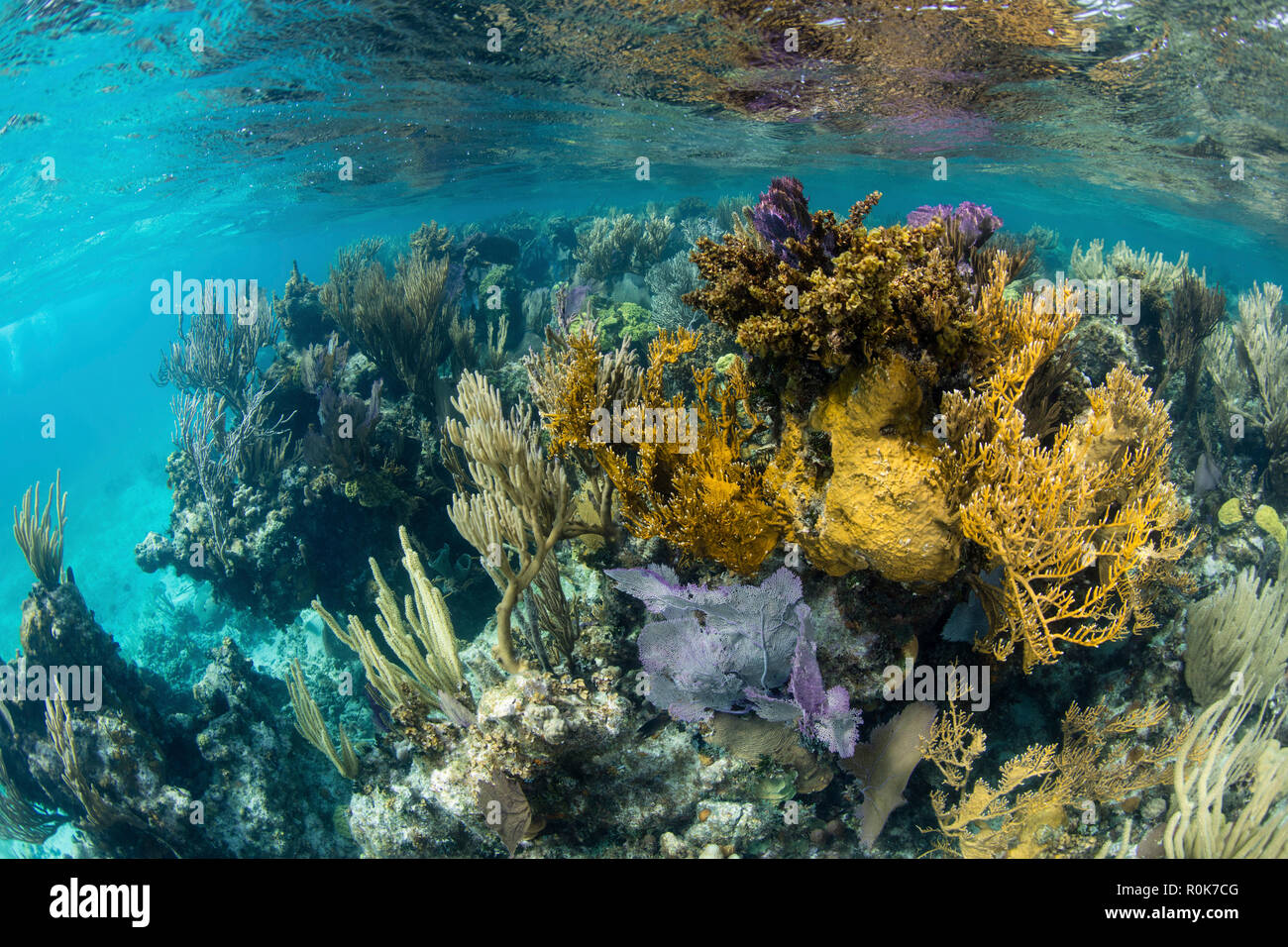 Eine farbenfrohe Korallenriff voller Gorgonien, wächst entlang der Kante der turneffe Atoll. Stockfoto