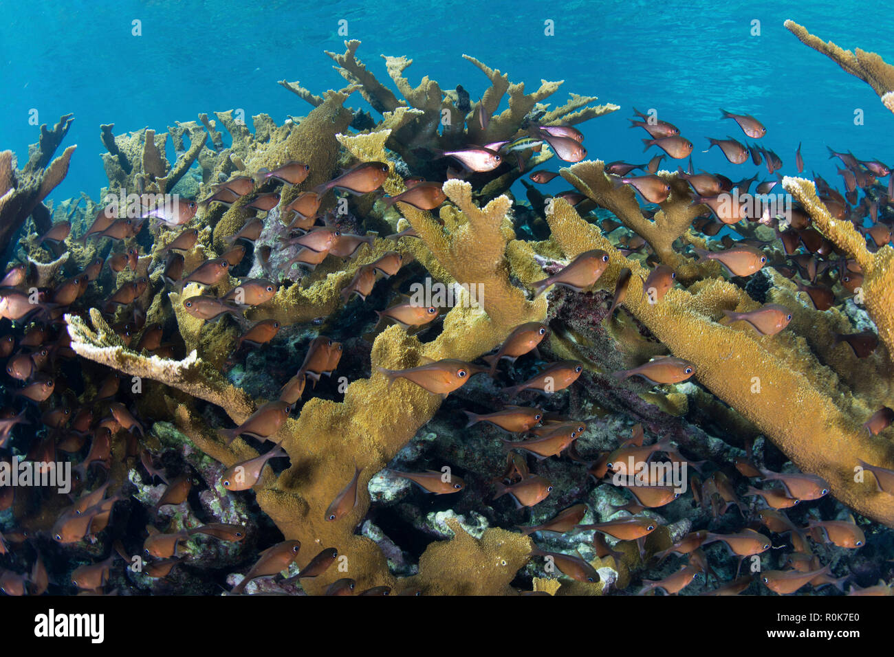 Glasige Kehrmaschinen schweben unterhalb einer Kolonie von Elkhorn Korallen wachsen auf Turneffe Atoll. Stockfoto